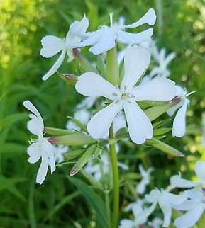 Saponaria officinalis On the edge of a ditch bank road through a restored fen. Caryophyllaceae,Geotagged,Saponaria officinalis,Summer,United States,bouncing bet,fen,flower,lychnis,plant,soapwort,wetland