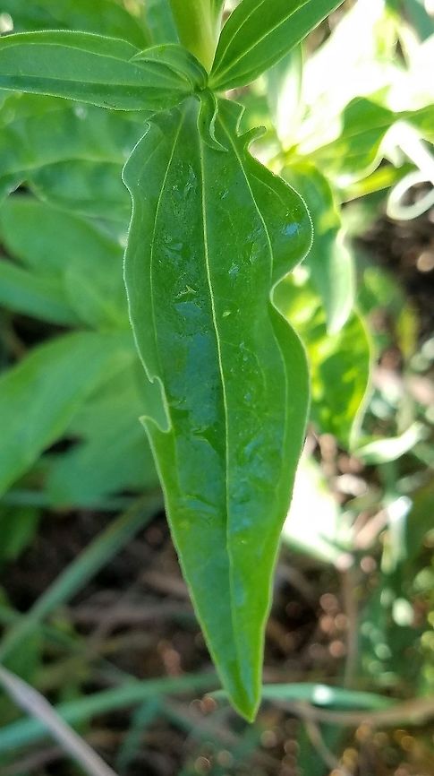 Saponaria officinalis (Bouncing Bet) Saponaria officinalis detail of leaf (three prominent veins) and leaf arrangement (opposite). Geotagged,Saponaria officinalis,Summer,United States,bouncing bet,soapwort