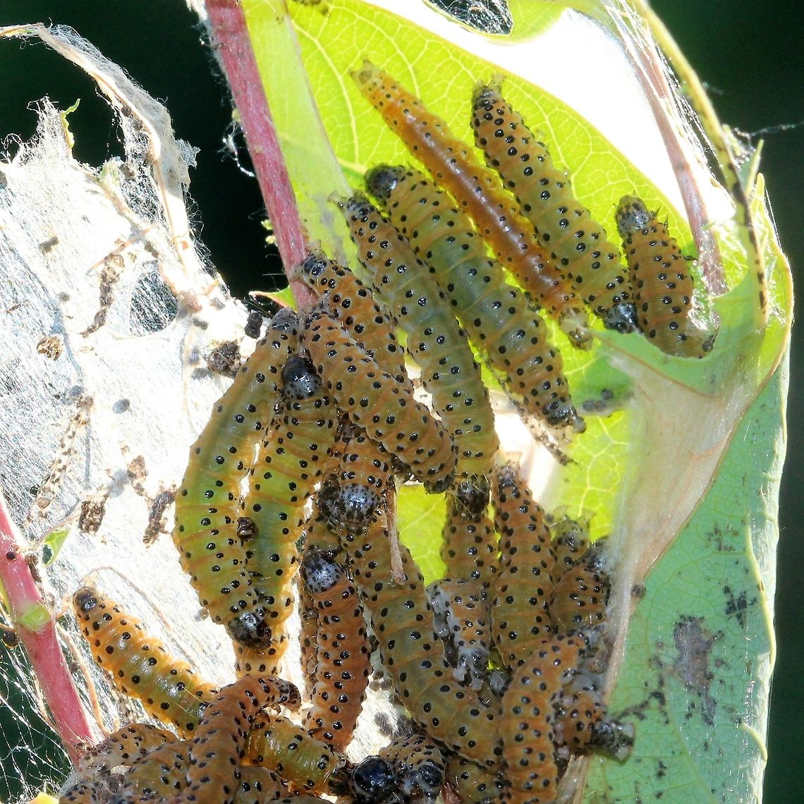 Saucrobotys futilalis larvae Group of Saucrobotys futilalis larvae feeding on Clasping Dogbane (Apocynum sibiricum). They have formed a nest by tying the leaves of the plant together with silk. The larvae leave the nest at dusk and travel singly or in small groups to feed on the leaves The larvae continue to feed until dawn. Same group as those below but now eight days older:<br />
<figure class="photo"><a href="https://www.jungledragon.com/image/82209/saucrobotys_futilalis_larvae.html" title="Saucrobotys futilalis larvae"><img src="https://s3.amazonaws.com/media.jungledragon.com/images/3383/82209_thumb.JPG?AWSAccessKeyId=05GMT0V3GWVNE7GGM1R2&Expires=1759968010&Signature=7I0hSDRhhONhnLbepmqCaT4i%2Fxk%3D" width="200" height="200" alt="Saucrobotys futilalis larvae Group of Saucrobotys futilalis larvae feeding on Clasping Dogbane (Apocynum sibiricum). Apocynum,Crambid Snout Moths,Crambidae,Dogbane Saucrobotys,Dogbane saucrobotys moth,Geotagged,Lepidoptera,Pyraloidea,Pyraustinae,Saucrobotys futilalis,Saucrobotys futilalis larvae,Summer,United States,caterpillar,caterpillars feeding,dogbane,insect,moth,moth week 2019" /></a></figure><br />
<figure class="photo"><a href="https://www.jungledragon.com/image/82208/saucrobotys_futilalis_larvae.html" title="Saucrobotys futilalis larvae"><img src="https://s3.amazonaws.com/media.jungledragon.com/images/3383/82208_thumb.JPG?AWSAccessKeyId=05GMT0V3GWVNE7GGM1R2&Expires=1759968010&Signature=sF1vNCiKSH72iJpDYiwHVdr5zqc%3D" width="200" height="200" alt="Saucrobotys futilalis larvae Group of Saucrobotys futilalis larvae feeding on Clasping Dogbane (Apocynum sibiricum).  Apocynum,Crambid Snout Moths,Crambidae,Dogbane Saucrobotys,Dogbane saucrobotys moth,Geotagged,Lepidoptera,Pyraloidea,Pyraustinae,Saucrobotys futilalis,Saucrobotys futilalis larvae,Summer,United States,caterpillar,caterpillars feeding,dogbane,insect,moth,moth week 2019" /></a></figure> Apocynum,Crambid Snout Moths,Crambidae,Dogbane Saucrobotys,Dogbane saucrobotys moth,Geotagged,Lepidoptera,Pyraloidea,Pyraustinae,Saucrobotys futilalis,Saucrobotys futilalis larvae,Summer,United States,caterpillar,caterpillar nest,caterpillars feeding,dogbane,insect,insect nest,moth