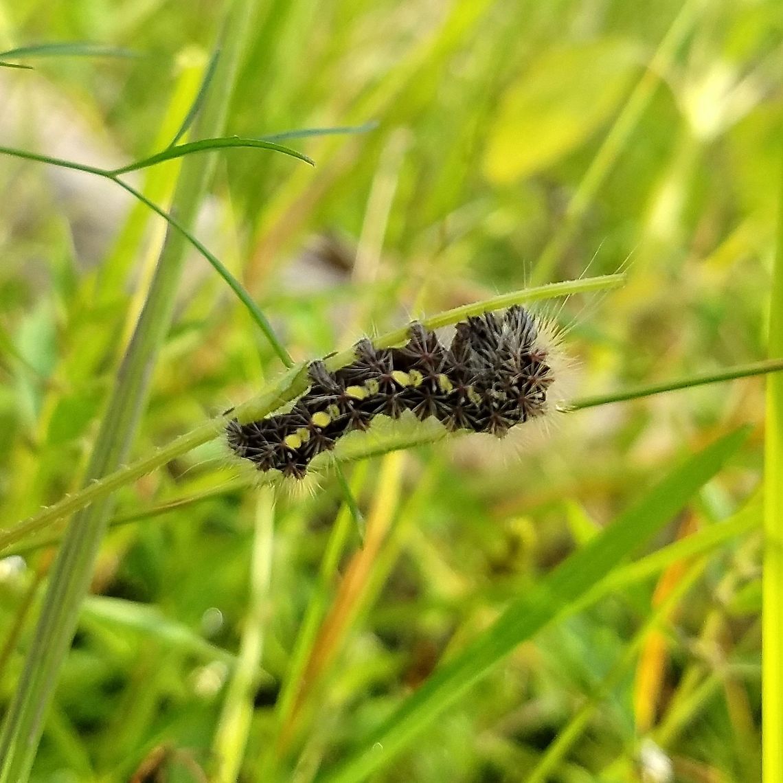 Acronicta oblinita Acronicta oblinita found feeding on Tear-thumb (Polygonum sagitattum) in a forest that has drowned as groundwater levels rose. Acronicta oblinita,Arctiinae,Geotagged,Lepidoptera,Summer,United States,caterpillar,insect,moth larva