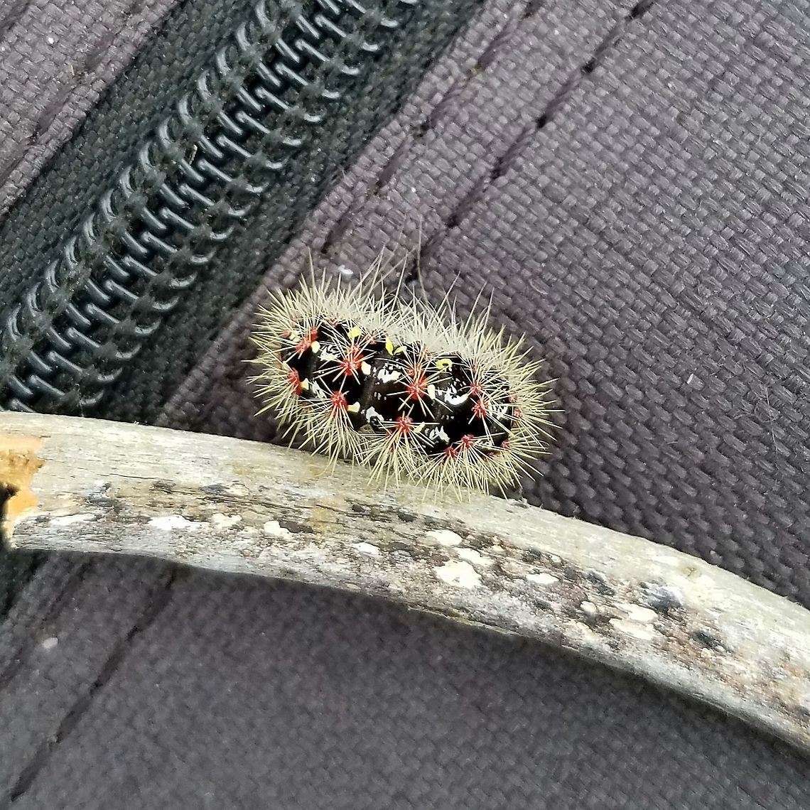 Acronicta oblinita Acronicta oblinita found feeding on Tear-thumb (Polygonum sagitattum) in a forest that has drowned as groundwater levels rose. Acronicta oblinita,Arctiinae,Geotagged,Lepidoptera,Summer,United States,caterpillar,insect,moth larva