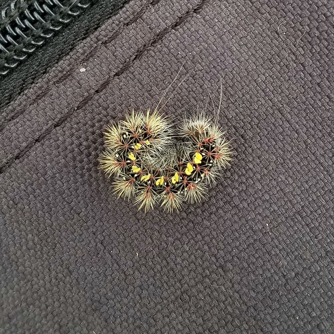 Acronicta oblinita Acronicta oblinita found feeding on Tear-thumb (Polygonum sagitattum) in a forest that has drowned as groundwater levels rose. Acronicta oblinita,Arctiinae,Geotagged,Lepidoptera,Summer,United States,caterpillar,insect,moth larva