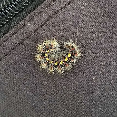 Acronicta oblinita Acronicta oblinita found feeding on Tear-thumb (Polygonum sagitattum) in a forest that has drowned as groundwater levels rose. Acronicta oblinita,Arctiinae,Geotagged,Lepidoptera,Summer,United States,caterpillar,insect,moth larva