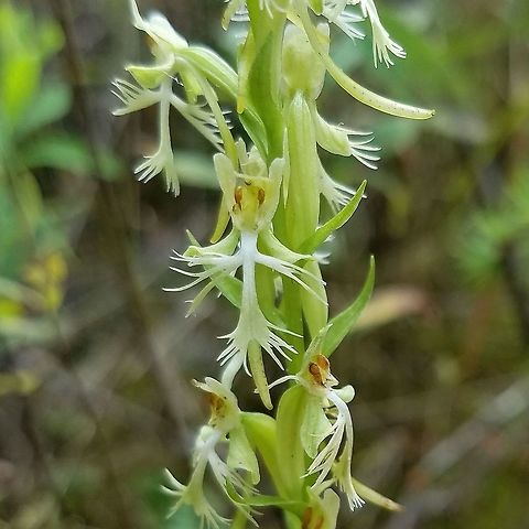 Platanthera lacera (Ragged Fringed Orchid) Growing in a tamarack swamp under light shade. Angiosperm,Geotagged,Green fringed-orchid,Orchidaceae,Platanthera lacera,Ragged Fringed Orchid,Summer,United States,fen,flower,orchid,wetland
