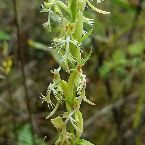 Platanthera lacera (Ragged Fringed Orchid) Growing in a tamarack swamp under light shade. Angiosperm,Geotagged,Green fringed-orchid,Orchidaceae,Platanthera lacera,Ragged Fringed Orchid,Summer,United States,fen,flower,orchid,wetland