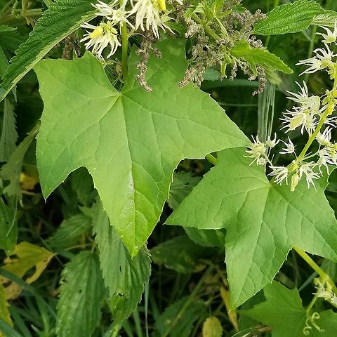 Echinocystis lobata (Wild Cucumber) Growing in huge masses along a ditch and ditch bank road in a restored fen. Angiosperm,Cucurbitaceae,Echinocystis lobata,Geotagged,Prickly cucumber,Summer,United States,Wild Cucumber,fen,flower,plant,wetland