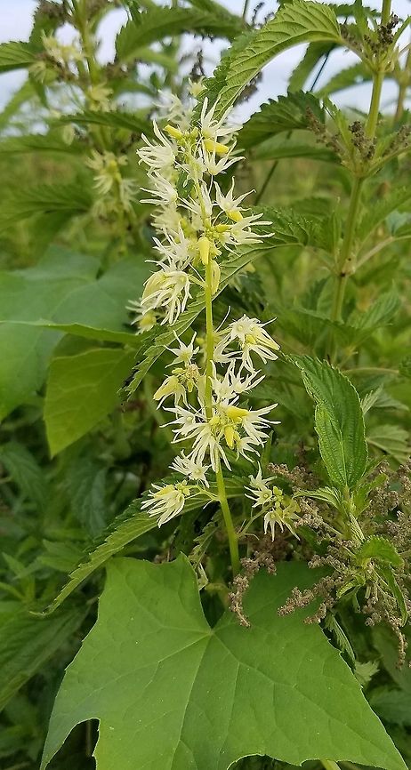 Echinocystis lobata (Wild Cucumber) Growing in huge masses along a ditch and ditch bank road in a restored fen. Staminate flowers. Angiosperm,Cucurbitaceae,Echinocystis lobata,Geotagged,Prickly cucumber,Summer,United States,Wild Cucumber,fen,flower,plant,wetland