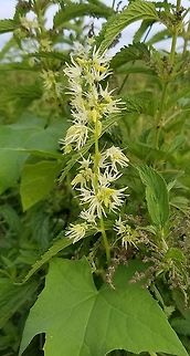 Echinocystis lobata (Wild Cucumber) Growing in huge masses along a ditch and ditch bank road in a restored fen. Staminate flowers. Angiosperm,Cucurbitaceae,Echinocystis lobata,Geotagged,Prickly cucumber,Summer,United States,Wild Cucumber,fen,flower,plant,wetland
