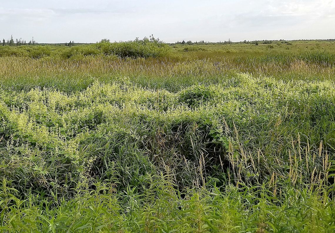 Echinocystis lobata (Wild Cucumber) A massive colony of Echinocystis lobata (Wild Cucumber) along a ditch in a restored fen. Angiosperm,Cucurbitaceae,Echinocystis lobata,Geotagged,Prickly cucumber,Summer,United States,Wild Cucumber,fen,flower,plant,wetland
