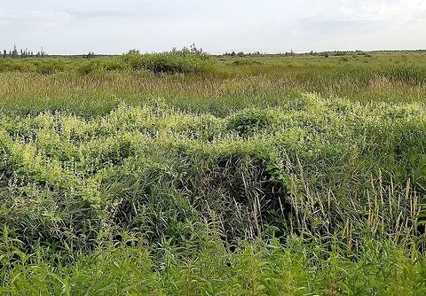 Echinocystis lobata (Wild Cucumber) A massive colony of Echinocystis lobata (Wild Cucumber) along a ditch in a restored fen. Angiosperm,Cucurbitaceae,Echinocystis lobata,Geotagged,Prickly cucumber,Summer,United States,Wild Cucumber,fen,flower,plant,wetland