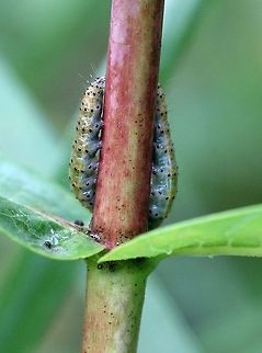 Saucrobotys futilalis larvae Saucrobotys futilalis larvae on Dogbane (Apocynum sibiricum). Most of the larvae have left the nest and are now moving to other plants to feed. This is now day twelve since I first noticed the larvae on this plant. Apocynum,Crambid Snout Moths,Crambidae,Dogbane Saucrobotys,Dogbane saucrobotys moth,Geotagged,Lepidoptera,Pyraloidea,Pyraustinae,Saucrobotys futilalis,Saucrobotys futilalis larvae,Summer,United States,caterpillar,caterpillar nest,caterpillars feeding,dogbane,insect,insect nest,moth