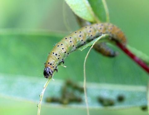 Saucrobotys futilalis larva Saucrobotys futilalis larva eating the last bit of a Dogbane (Apocynum sibiricum) leaf.  This is now day twelve since I first noticed the larvae on this plant. Most of the larvae have left the nest and are now moving to other plants to feed. Apocynum,Crambid Snout Moths,Crambidae,Dogbane Saucrobotys,Dogbane saucrobotys moth,Geotagged,Lepidoptera,Pyraloidea,Pyraustinae,Saucrobotys futilalis,Saucrobotys futilalis larvae,Summer,United States,caterpillar,caterpillar nest,caterpillars feeding,dogbane,insect,insect nest,moth