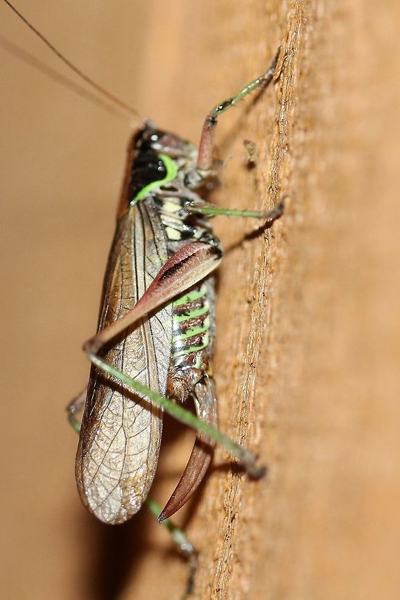 Metrioptera sphagnorum (aka Sphagniana sphagnorum) Metrioptera sphagnorum attracted to an incandescent porch light. If this identification is correct it may be a first report in the US. All other occurrences are from Canada. Bog katydid,Ensifera,Geotagged,Metrioptera sphagnorum,Orthoptera,Sphagniana sphagnorum,Summer,Tettigoniidea,United States,grasshopper,insect,katydid