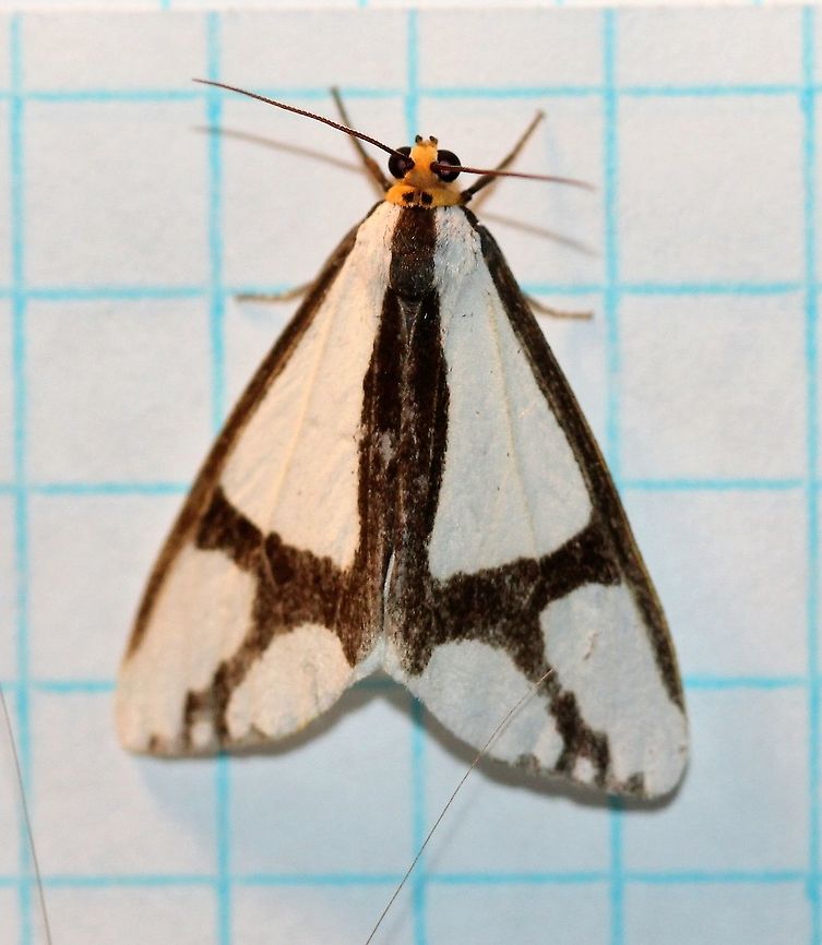 Haploa contigua  Geotagged,Haploa contigua,Lepidoptera,Neighbor moth,Summer,United States,insect,moth