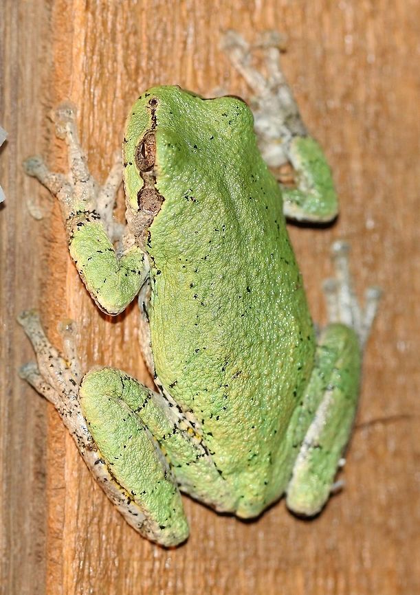 Hyla versicolor Hyla versicolor hunting for insects at the porch light. Amphibia,Anura,Chordata,Geotagged,Gray tree frog,Hyla versicolor,Summer,United States,amphibian,frog,green tree frog,tree frog