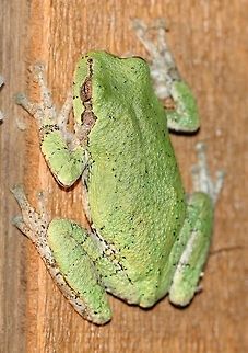 Hyla versicolor Hyla versicolor hunting for insects at the porch light. Amphibia,Anura,Chordata,Geotagged,Gray tree frog,Hyla versicolor,Summer,United States,amphibian,frog,green tree frog,tree frog