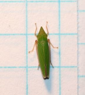 Draeculacephala antica  Cicadellidae,Cicadellinae,Draeculacephala,Draeculacephala antica,Geotagged,Hemiptera,Sharpshooter,Summer,United States,cicadoidea,insect,leafhopper