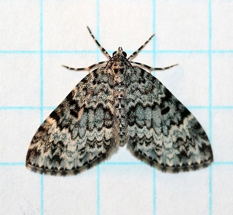 Spargania magnoliata  Double-banded Carpet,Geometrid Moths,Geometridae,Geotagged,Hydriomenini,Larentiinae,Lepidoptera,Spargania magnoliata,Summer,United States,insect,moth