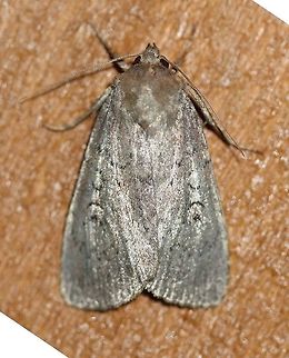 Graphiphora augur  Geotagged,Graphiphora augur,Lepidoptera,Noctuidae,Noctuoidea,Owlet Moths,Summer,United States,insect,moth