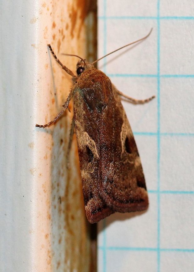 Cryptocala acadiensis  Catocaline Dart,Cryptocala acadiensis,Geotagged,Summer,United States