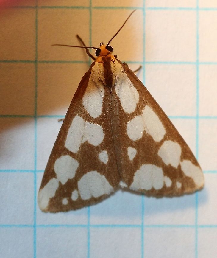 Haploa confusa  Confused haploa,Geotagged,Haploa confusa,Summer,United States