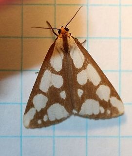 Haploa confusa  Confused haploa,Geotagged,Haploa confusa,Summer,United States