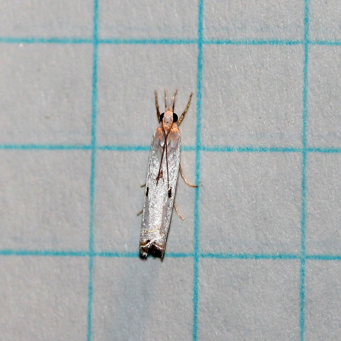 Microcrambus biguttellus  Geotagged,Gold-stripe Grass-veneer,Microcrambus biguttellus,Summer,United States