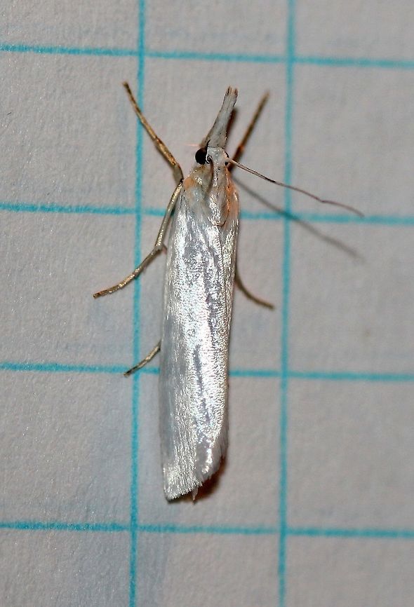 Crambus perlella  Crambus perlella,Geotagged,Summer,United States