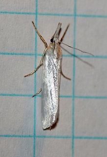Crambus perlella  Crambus perlella,Geotagged,Summer,United States