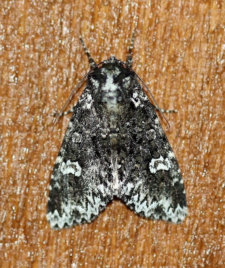 Melanchra adjuncta  Geotagged,Melanchra adjuncta,Summer,United States