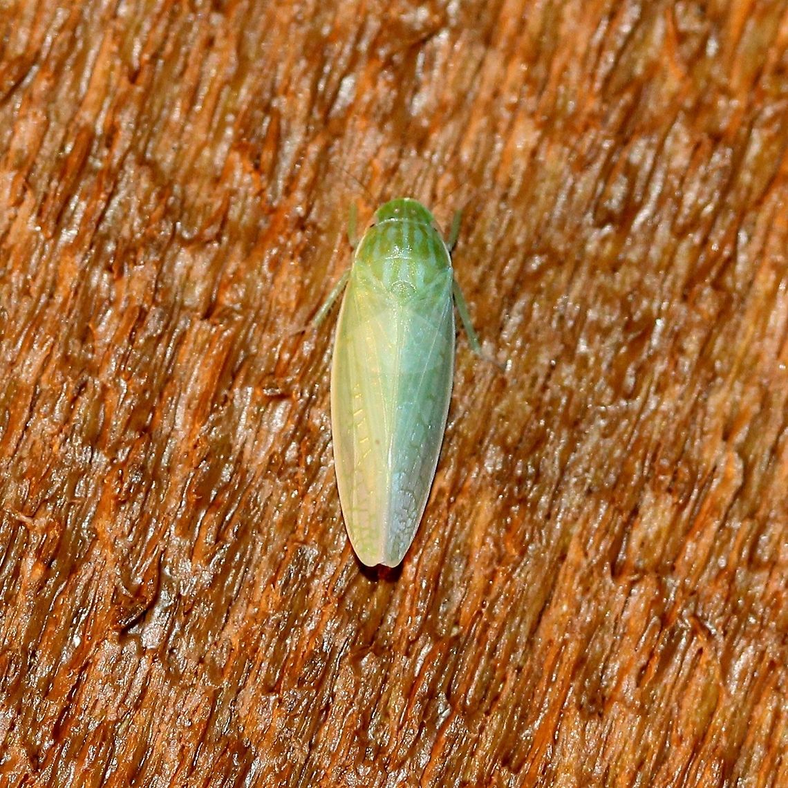 Gyponana sp.  Auchenorrhyncha,Cicadellidae,Cicadoidea,Geotagged,Gypnonana,Hemiptera,Insects,Summer,United States,leafhoppers,true bugs