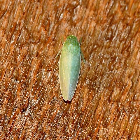 Gyponana sp.  Auchenorrhyncha,Cicadellidae,Cicadoidea,Geotagged,Gypnonana,Hemiptera,Insects,Summer,United States,leafhoppers,true bugs