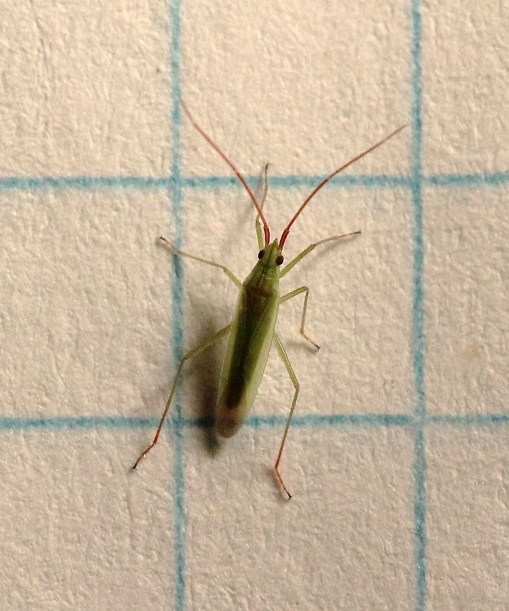 Trigonotylus caelestialium  Geotagged,Rice Leaf Bug,Summer,Trigonotylus caelestialium,United States,insect