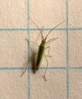 Trigonotylus caelestialium  Geotagged,Rice Leaf Bug,Summer,Trigonotylus caelestialium,United States,insect