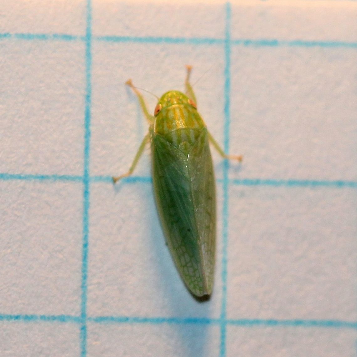 Gyponana sp. Gyponana with reddish eyes. Auchenorrhyncha,Cicadellidae,Cicadoidea,Geotagged,Gypnonana,Hemiptera,Insects,Summer,United States,leafhoppers,true bugs
