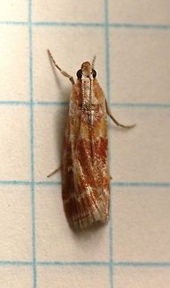 Dioryctria disclusa  Dioryctria disclusa,Geotagged,Lepidoptera,Phycitinae,Pyralid Moths,Pyralidae,Summer,United States,insect,moth