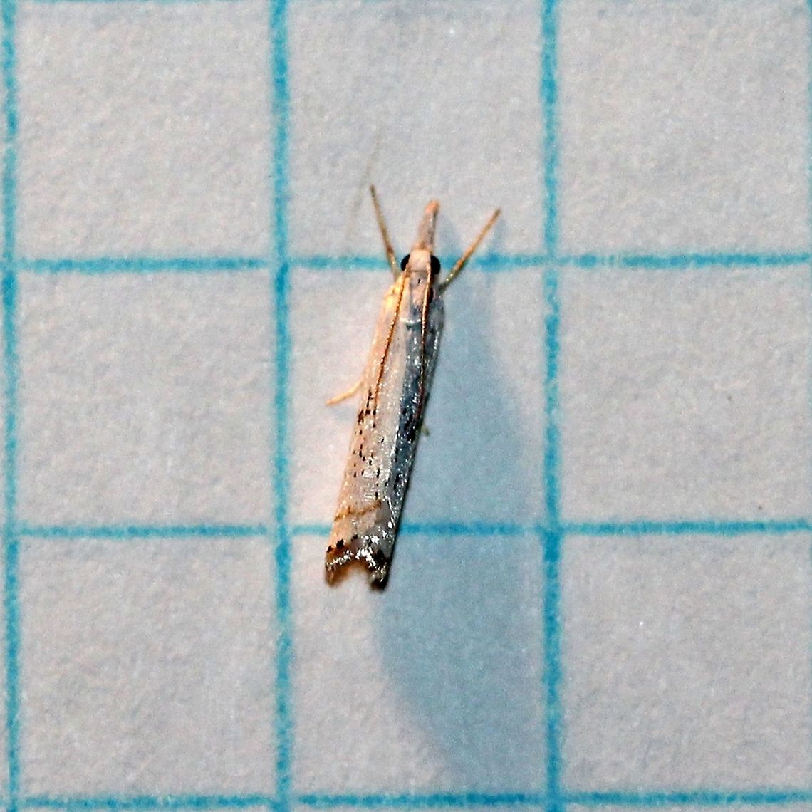 Crambus albellus (Small White Grass-veneer)  Crambidae,Crambus albellus,Geotagged,Grass-Veneers,Lepidoptera,Pyraloidea,Small White Grass-veneer,Summer,United States,insect,moth,pyralid moth