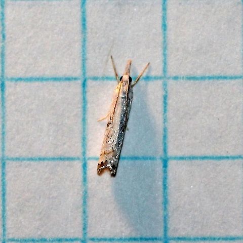 Crambus albellus (Small White Grass-veneer)  Crambidae,Crambus albellus,Geotagged,Grass-Veneers,Lepidoptera,Pyraloidea,Small White Grass-veneer,Summer,United States,insect,moth,pyralid moth
