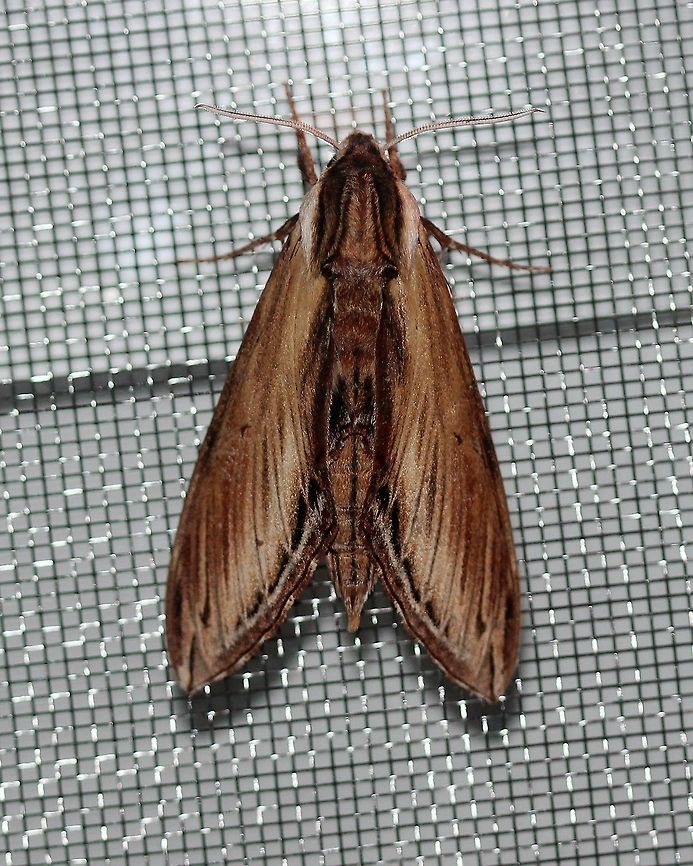 Sphinx kalmiae (Laurel Sphinx) The third year that this species has shown up here. There is plenty of larval food (Fraxinus nigra, Fraxinus pennsylvanica) all around. Bombycoidea,Geotagged,Laurel Sphinx,Lepidoptera,Sphingidae,Sphinginae,Sphinx kalmiae,Summer,United States,insect,moth,sphinx moth