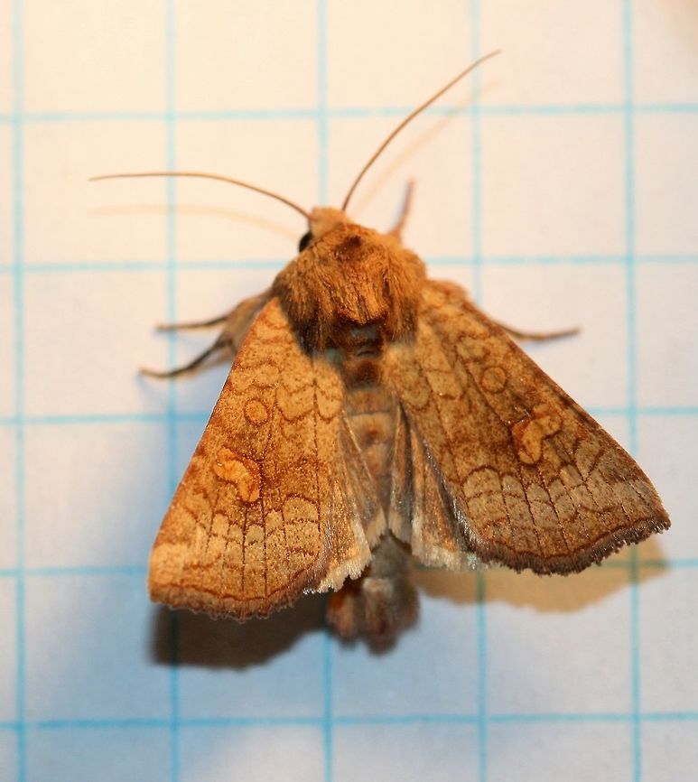 Amphipoea americana (American Ear Moth) Somewhat under-represented on distribution maps for Minnesota with only 10 other occurrence records 8 of which are simply mentions in reports. Larval hosts are grasses, including corn roots, and sedge none of which are in short supply. American Ear Moth,Amphipoea americana,Geotagged,Lepidoptera,Noctuidae,Noctuoidea,Owlet Moths,Summer,United States,insect,moth