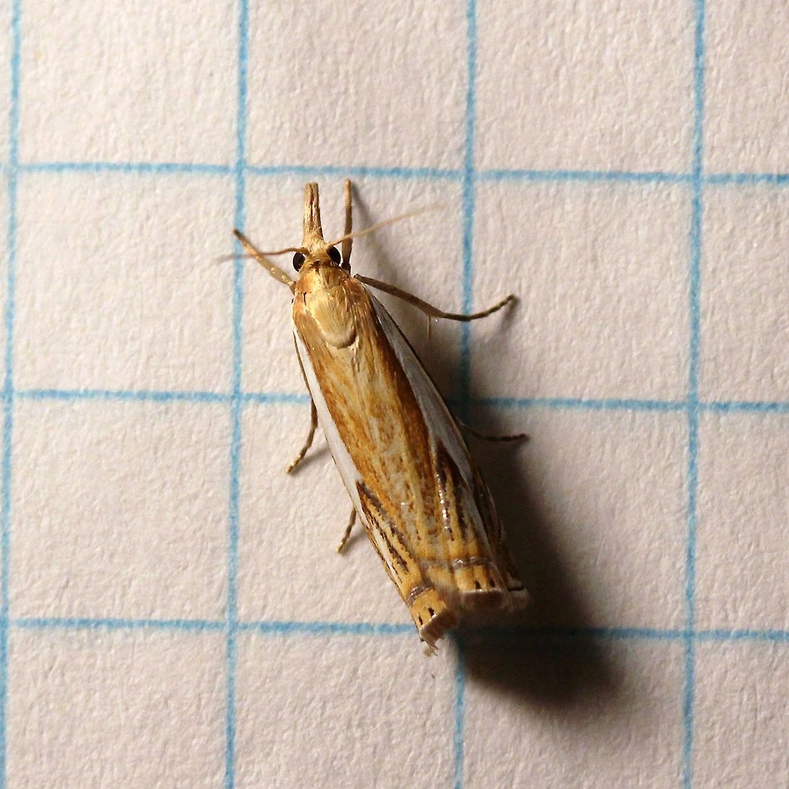 Crambus agitatellus  Crambus agitatellus,Double-banded grass-veneer moth,Geotagged,Summer,United States