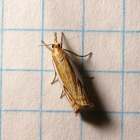 Crambus agitatellus  Crambus agitatellus,Double-banded grass-veneer moth,Geotagged,Summer,United States