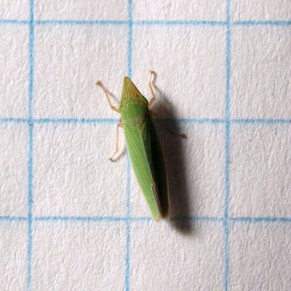 Draeculacephala antica  Cicadellidae,Cicadellinae,Draeculacephala antica,Geotagged,Summer,United States,hemiptera,insect,sharpshooter