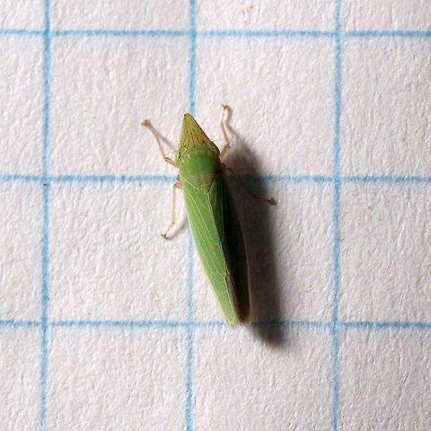 Draeculacephala antica  Cicadellidae,Cicadellinae,Draeculacephala antica,Geotagged,Summer,United States,hemiptera,insect,sharpshooter