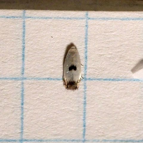 Pseudopostega cretea  Geotagged,Pseudopostega cretea,Summer,United States