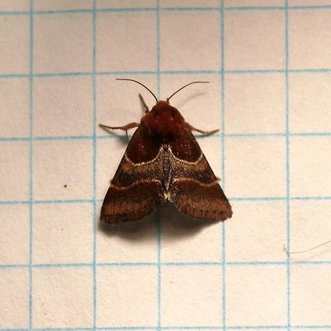 Schinia arcigera  Arcigera flower moth,Geotagged,Schinia arcigera,Summer,United States