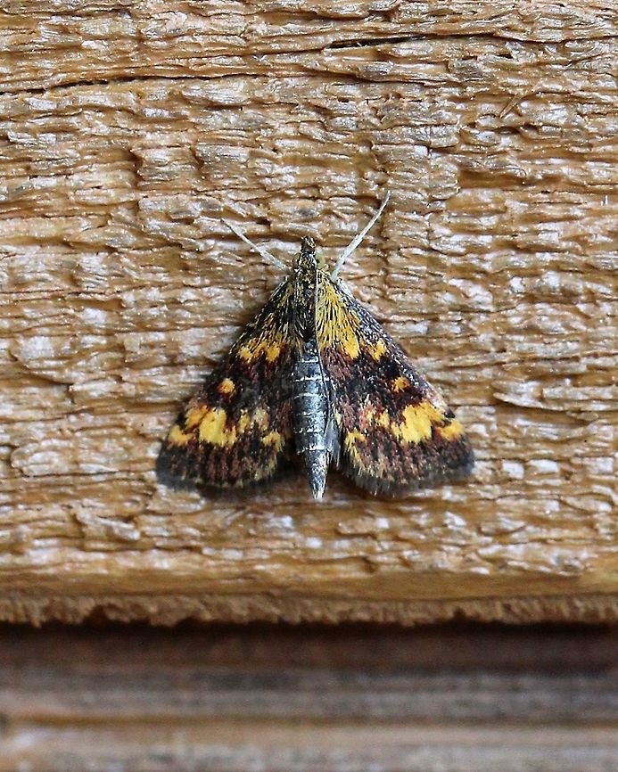 Pyrausta orphisalis (Orange Mint Moth) Larvae of this species are reported to feed on mint (Mentha) species and other Lamiaceae such as savory (Satureja spp.) and beebalm (Monarda spp.). Crambid Snout Moths,Crambidae,Geotagged,Lepidoptera,Orange Mint Moth,Pyraloidea,Pyrausta orphisalis,Summer,United States,insect,moth