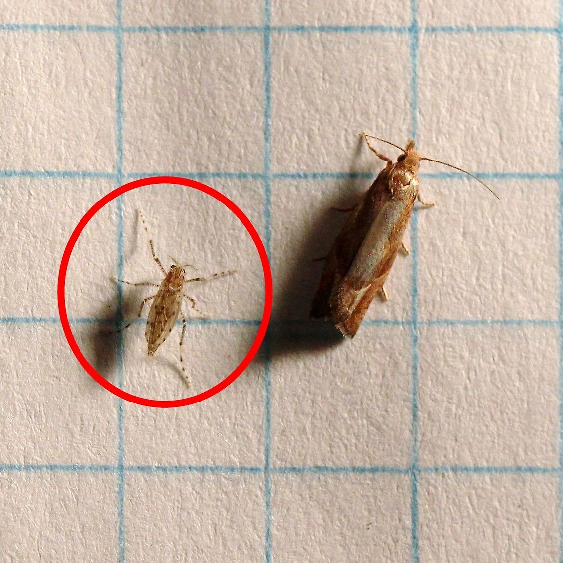 Chaoborus punctipennis A small fly with spots on its legs and wings. Grid lines are 6 mm.<br />
<a href="https://bugguide.net/node/view/561430" rel="nofollow">https://bugguide.net/node/view/561430</a> Chaoboridae,Chaoborus punctipennis,Culicomorpha,Diptera,Geotagged,Summer,United States,fly,fly with spots,insect,tiny fly
