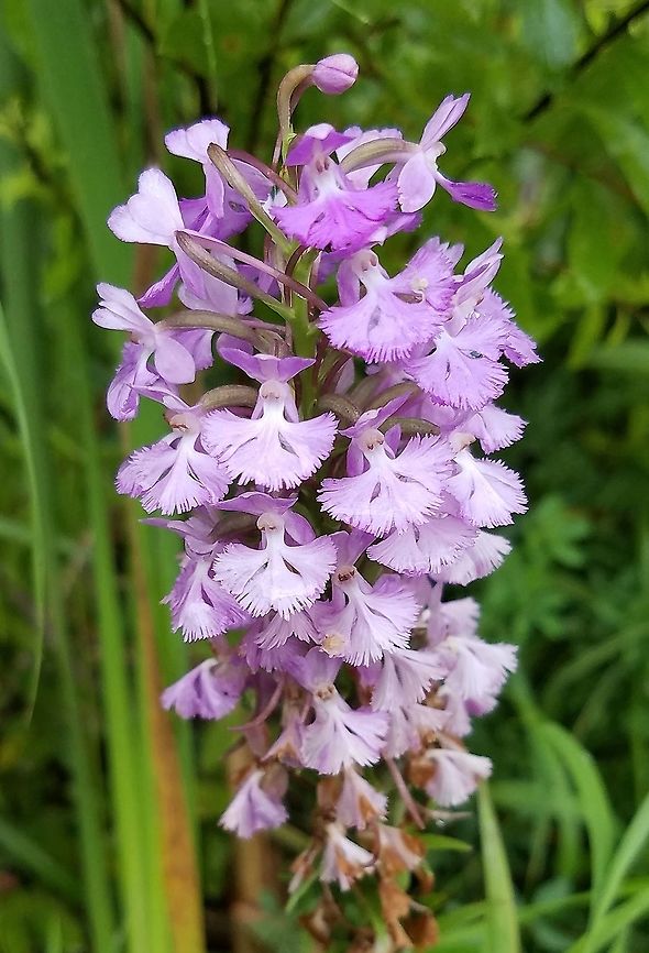 Platanthera psycodes (Lesser Purple Fringed Orchid) Typical color form. Growing along the edge of a hiking/biking trail in a damp area. Geotagged,Lesser Purple Fringed Orchid,Orchidacea,Platanthera psycodes,Summer,United States,flower,orchid