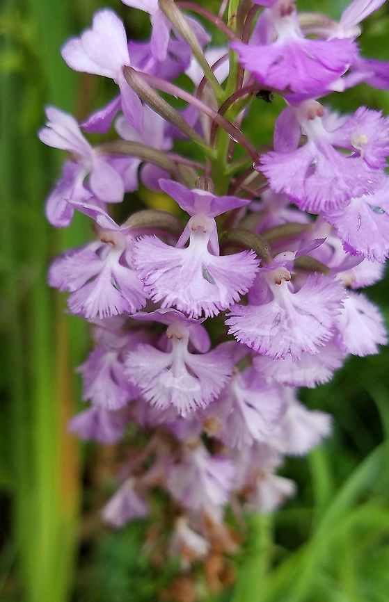 Platanthera psycodes (Lesser Purple Fringed Orchid) Typical color form. Growing along the edge of a hiking/biking trail in a damp area. Geotagged,Lesser Purple Fringed Orchid,Orchidacea,Platanthera psycodes,Summer,United States,flower,orchid
